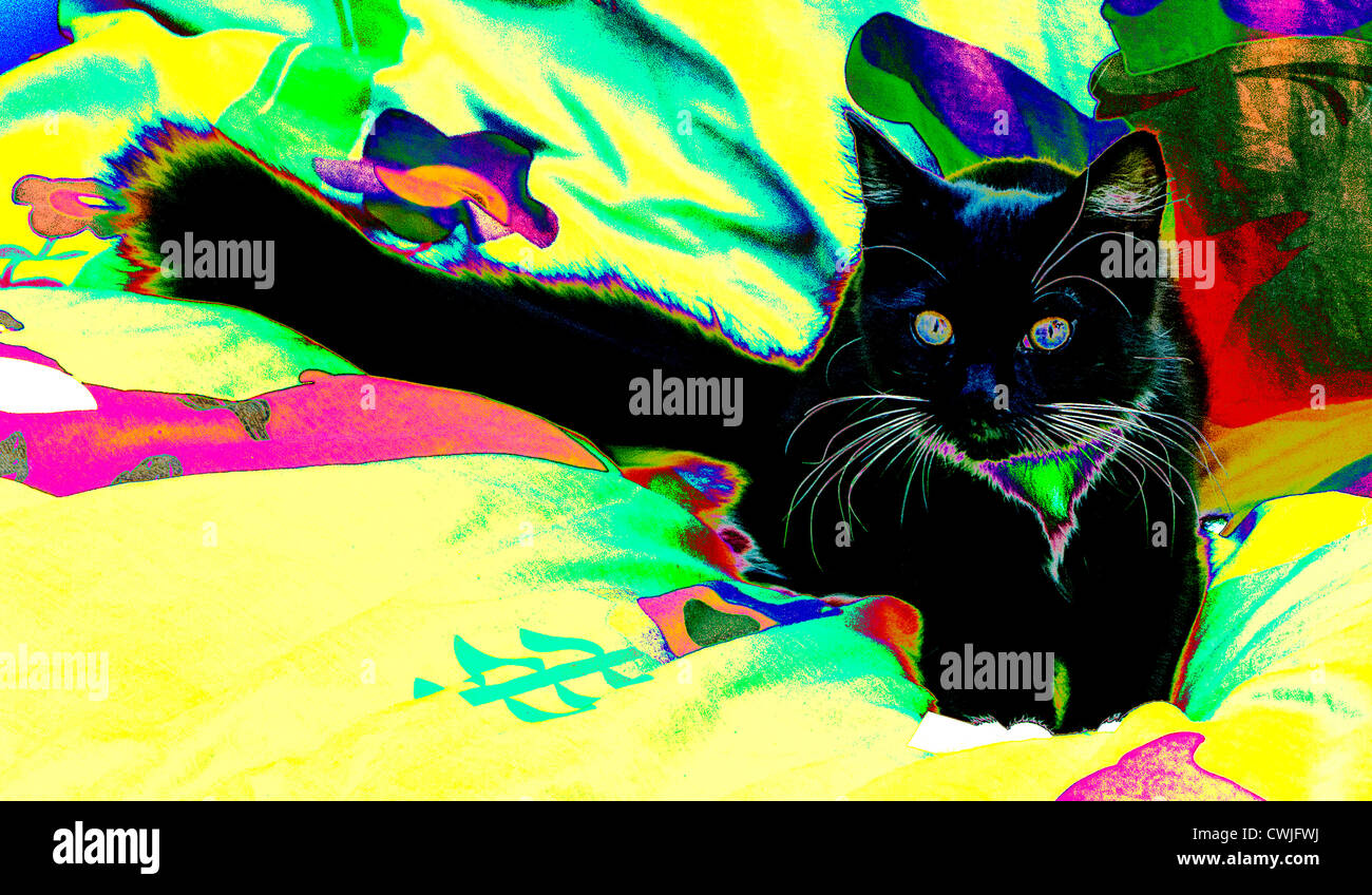 Psychedelic photo of young cat Stock Photo