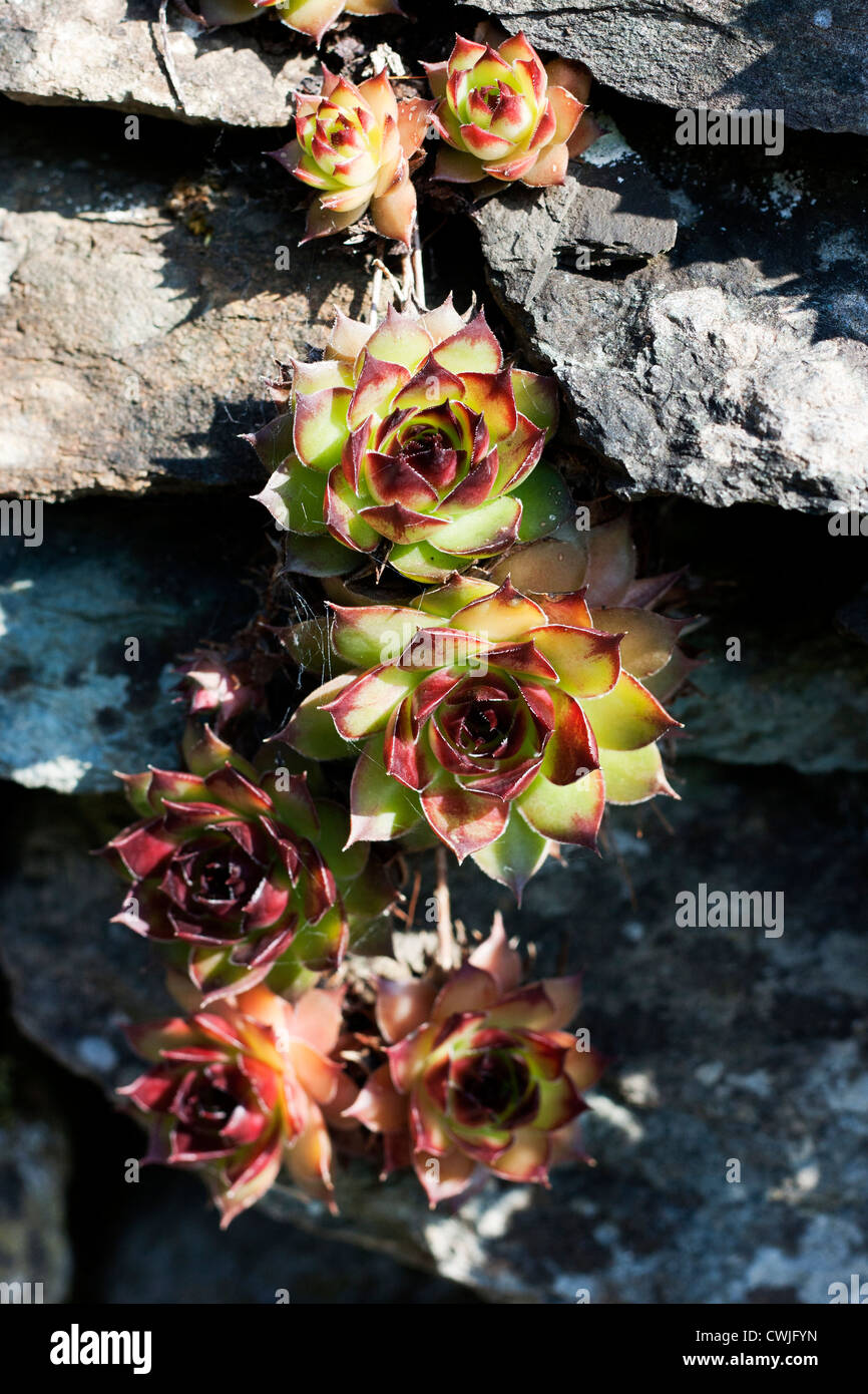 Sempervivum ('House Leek') growing in rockery Stock Photo