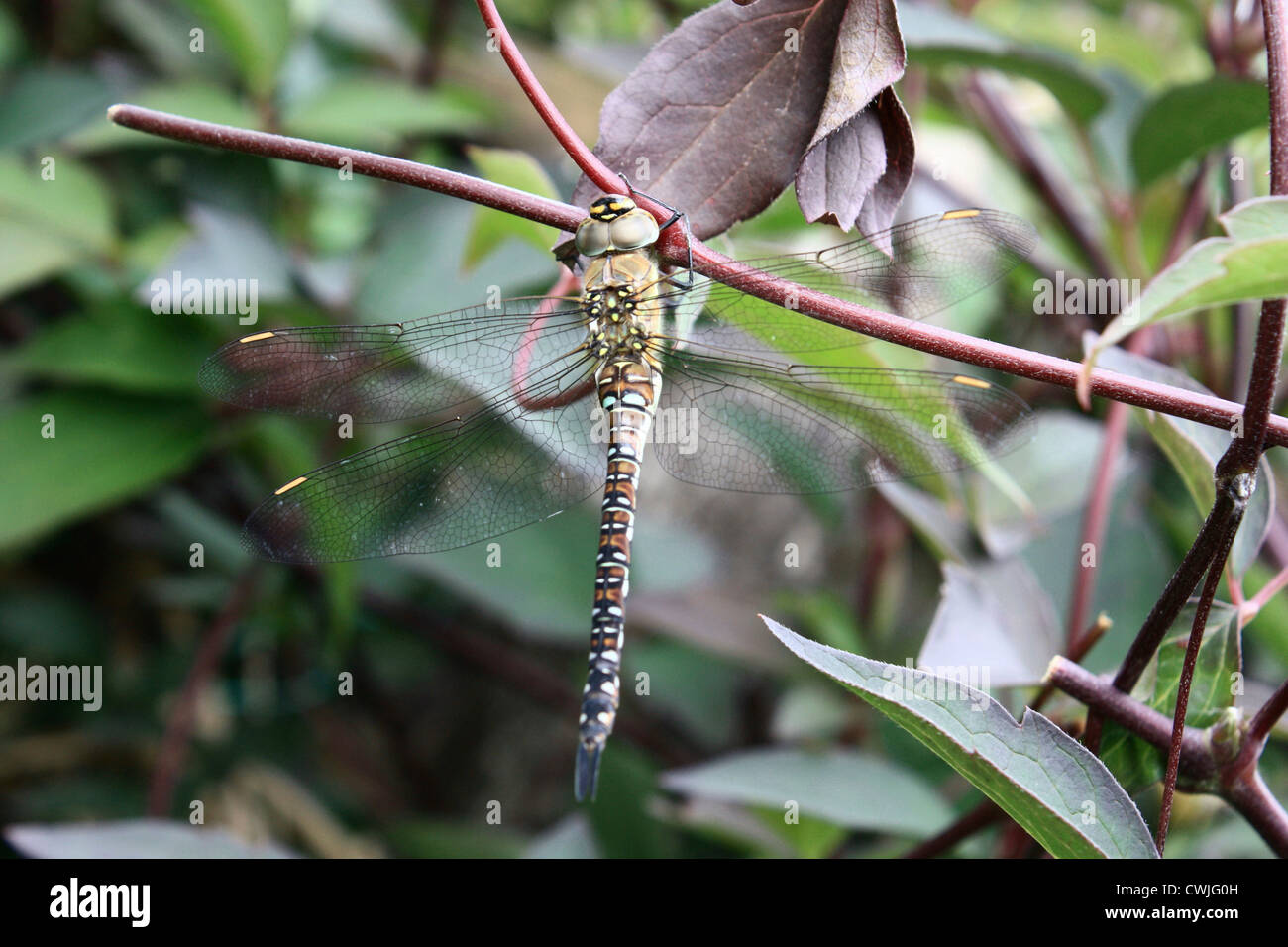 Dragonfly (Sympetrum flavolum) Stock Photo