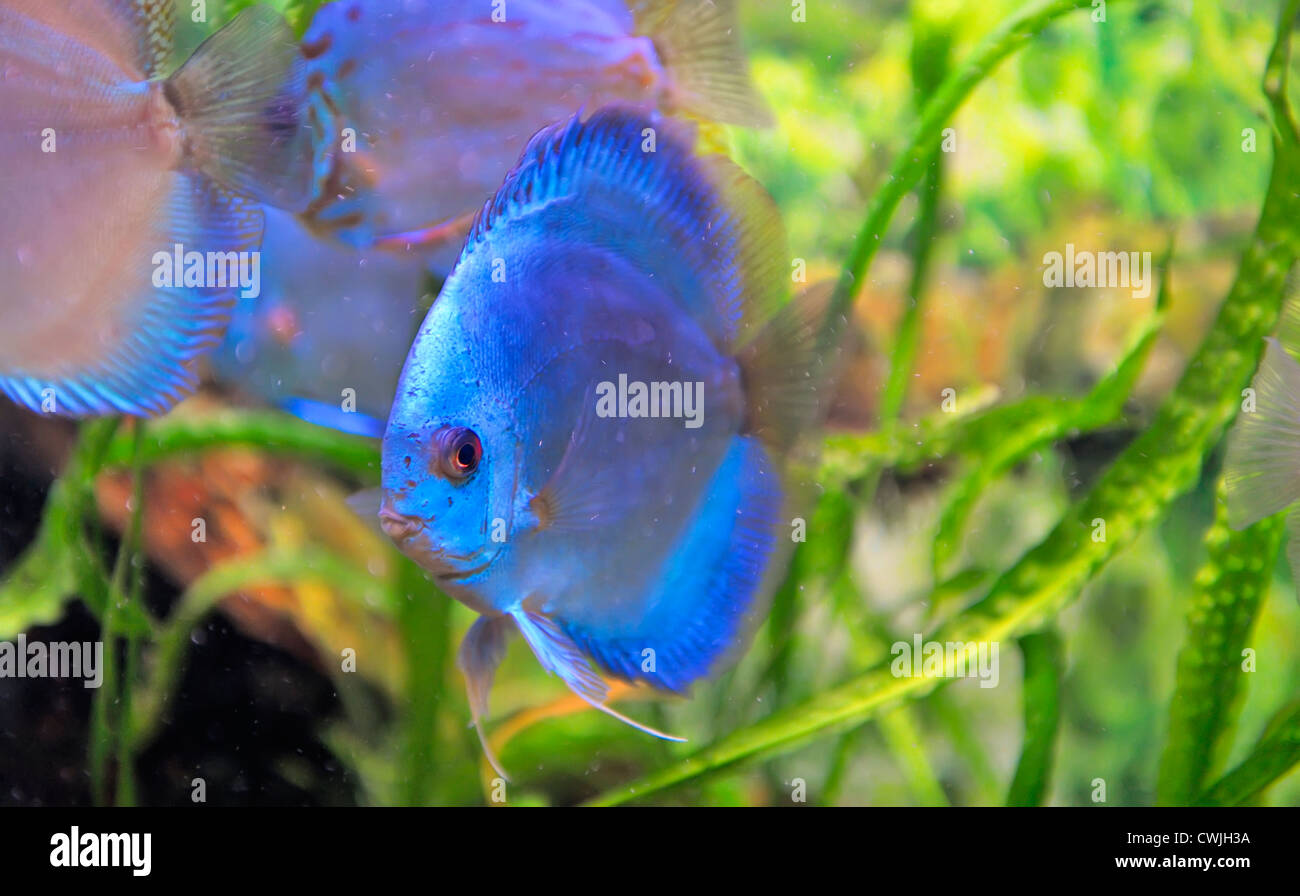 south american discus fish Stock Photo
