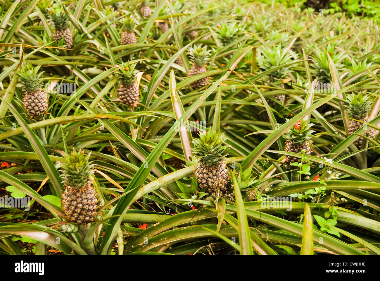 Pineapple plantation in the cool rolling hills of Tagaytay, Philippines Stock Photo Alamy