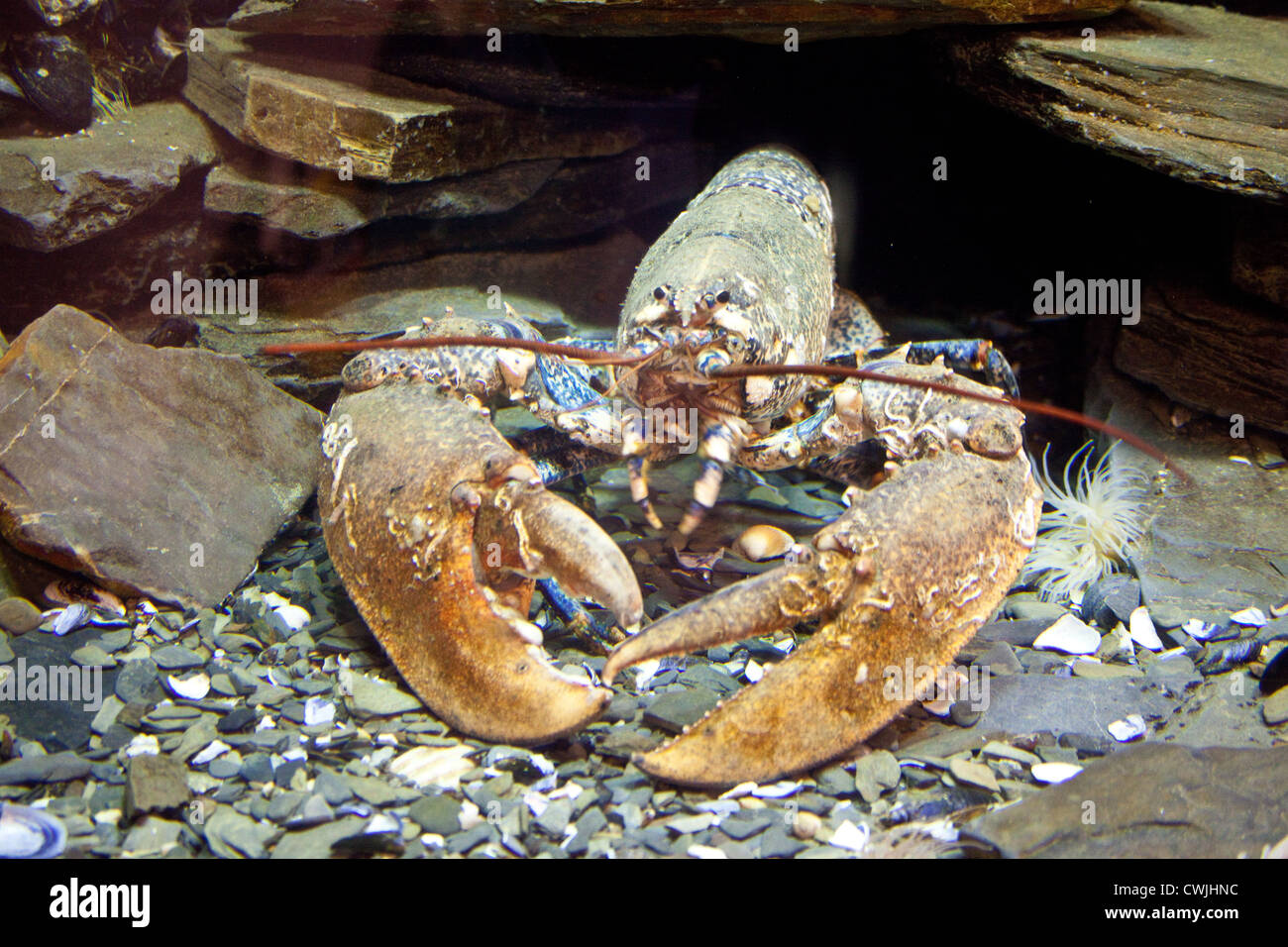 Lobster on display, National Lobster Hatchery, Padstow, Cornwall, England, United Kingdom Stock