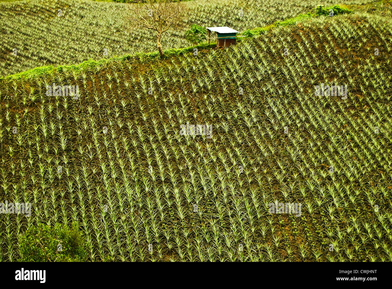Tagaytay pineapple plantation hires stock photography and images Alamy