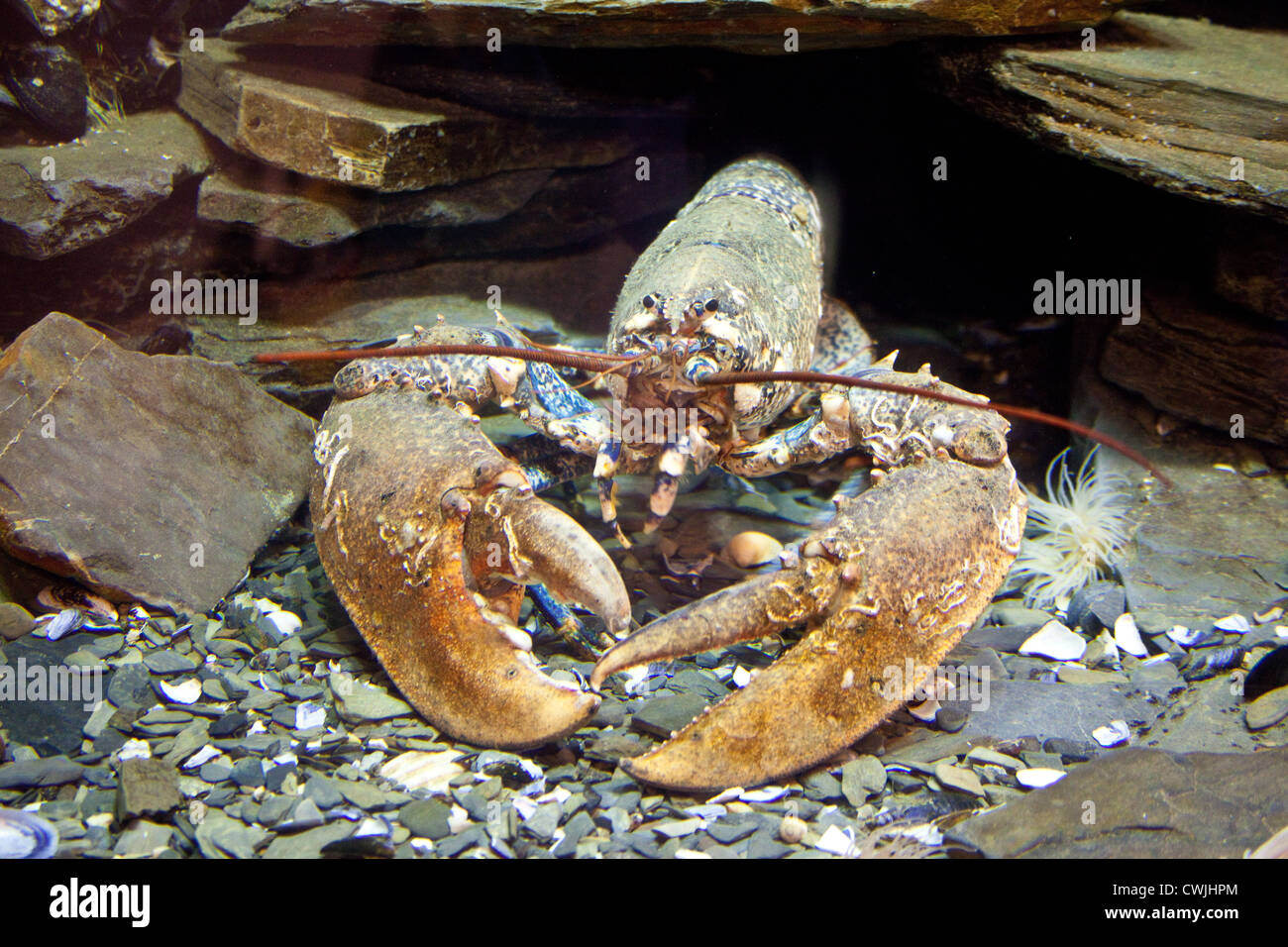 Lobster on display, National Lobster Hatchery, Padstow, Cornwall