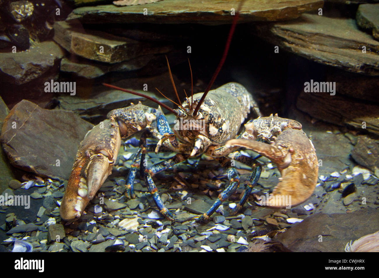 Lobster on display, National Lobster Hatchery, Padstow, Cornwall, England, United Kingdom Stock