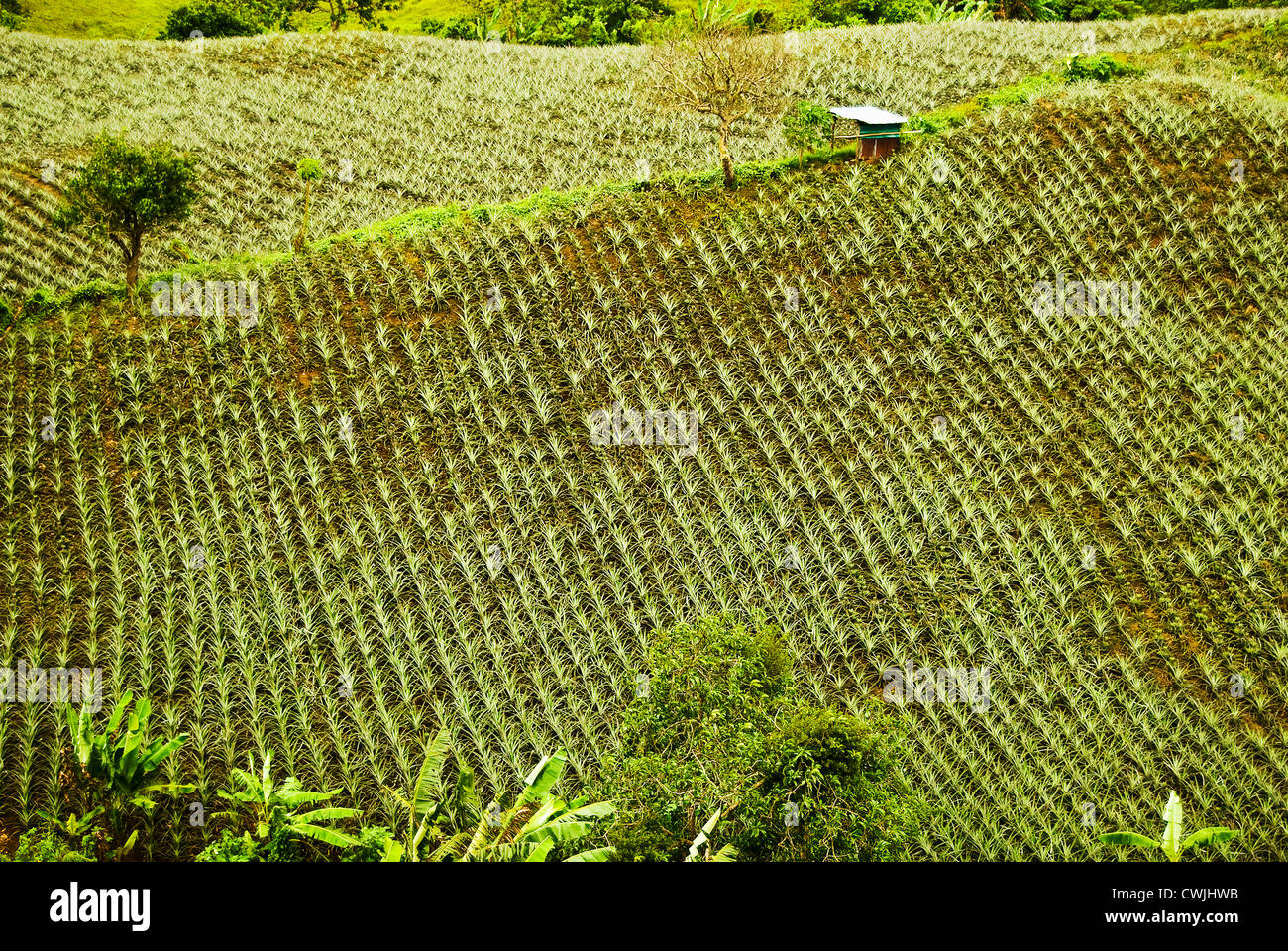 Pineapple plantation in the cool rolling hills of Tagaytay, Philippines Stock Photo Alamy