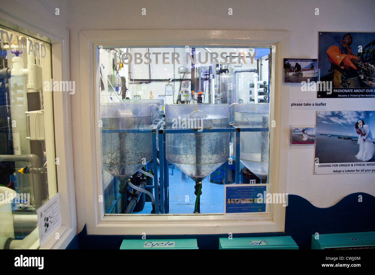 Lobster Nursery, National Lobster Hatchery, Padstow, Cornwall, England