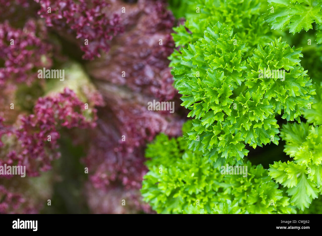Lactuca sativa and Petroselinum crispum. Lollo rosso lettuce and curly parsley edging a vegetable plot. Stock Photo