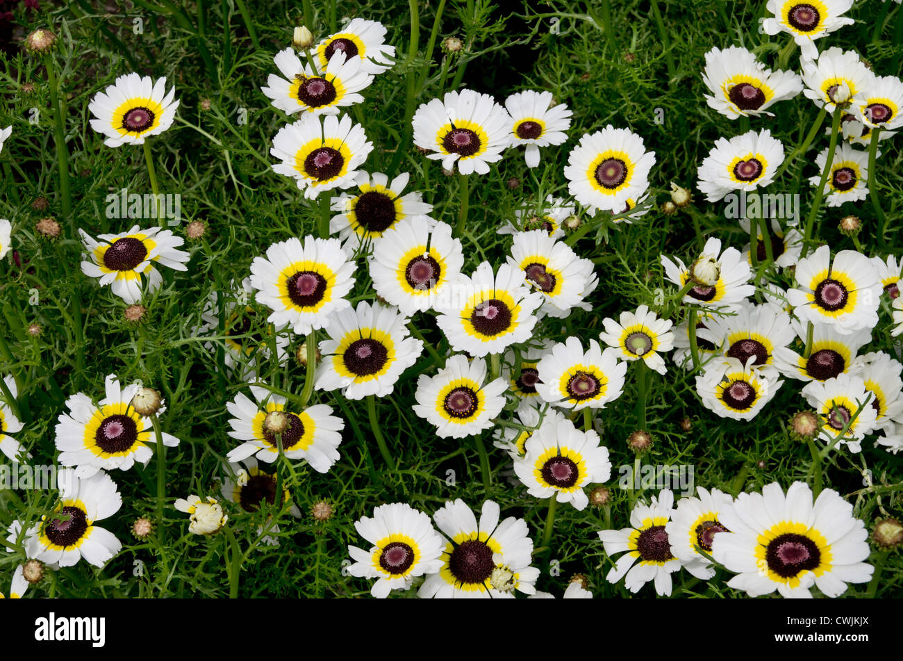 Chrysanthemum 'Polar Star' Stock Photo