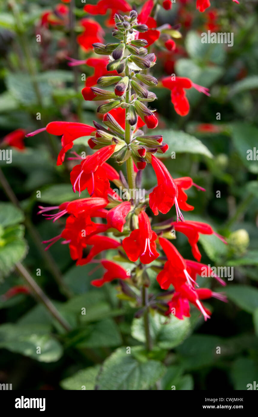 Salvia 'Lady in Red' Stock Photo