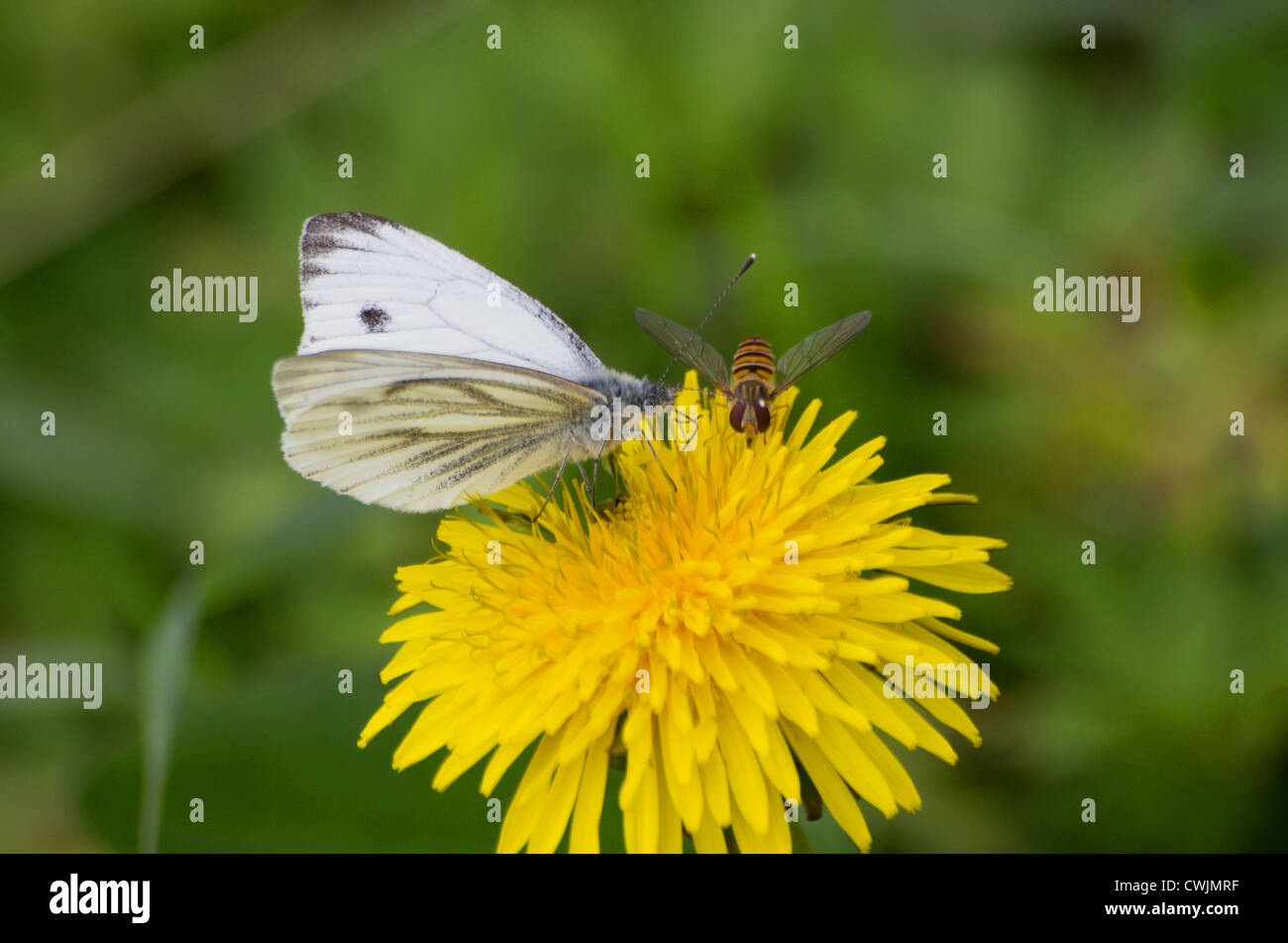Blue Veined White butterfly and hoverfly on a dandelion flower Stock Photo