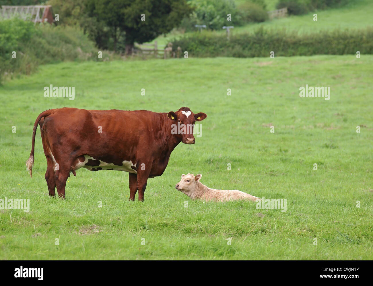 cow standing and calf lying in field Stock Photo - Alamy