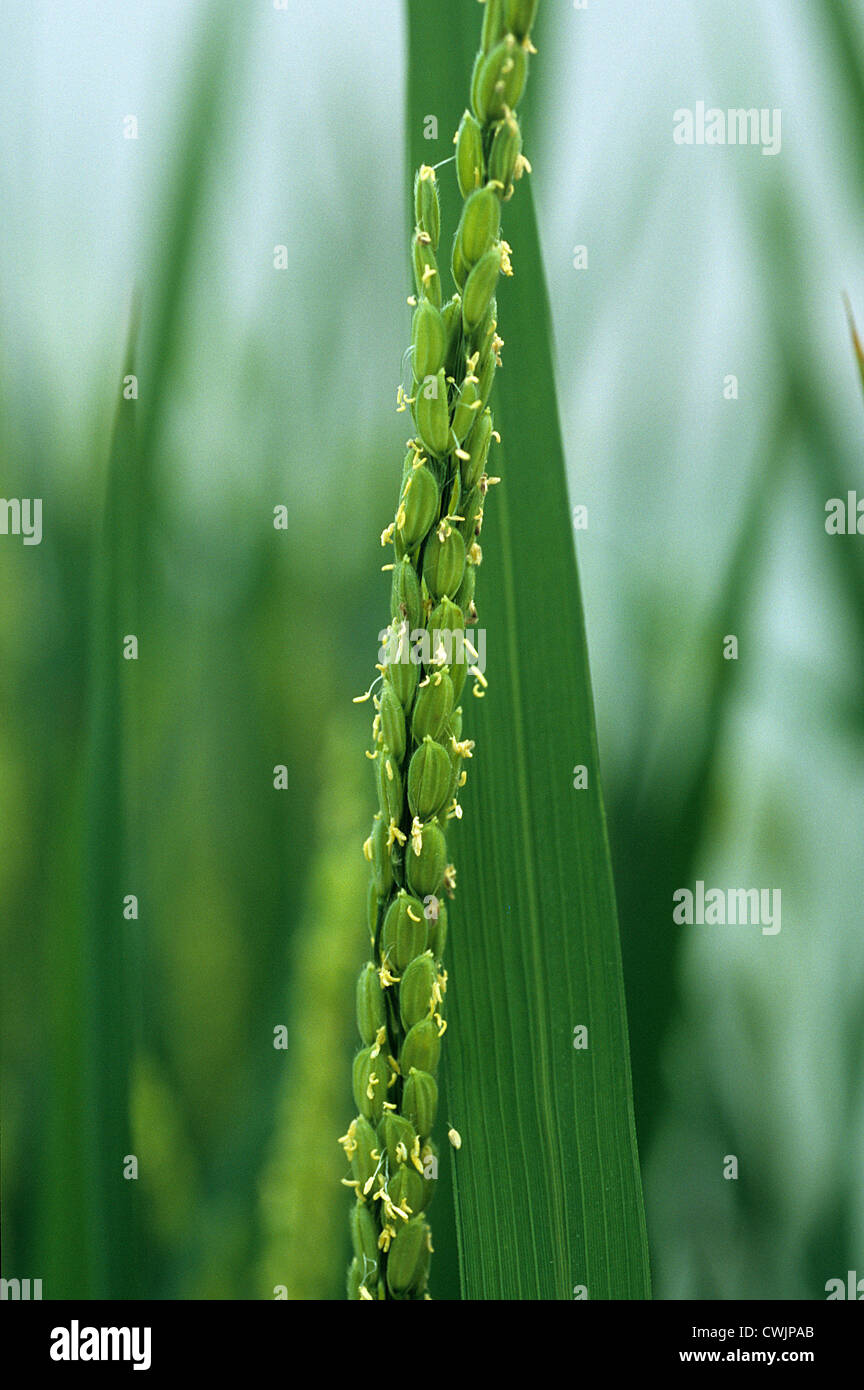 Philippines IRRI international rice research institute in Los Banos near Manila , research on GMO crop golden rice Stock Photo