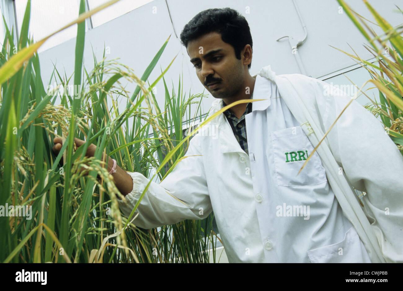 Philippines IRRI international rice research institute in Los Banos near Manila , research on GMO crop golden rice Stock Photo