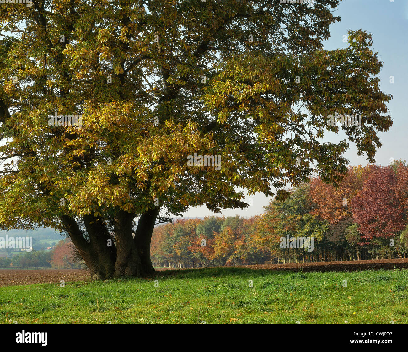 SWEET CHESTNUT TREE IN AUTUMN WYE VALLEY WITH TREES IN AUTUMN COLOURS Stock Photo