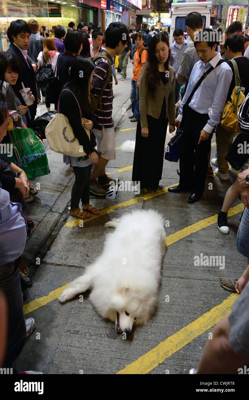 dog hong kong street night Stock Photo Alamy