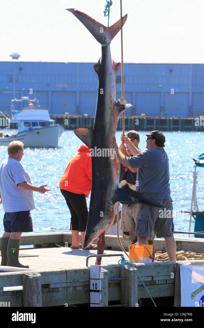 A Blue Shark fish being landed and weighed at a shark fishing tournament or derby Stock Photo