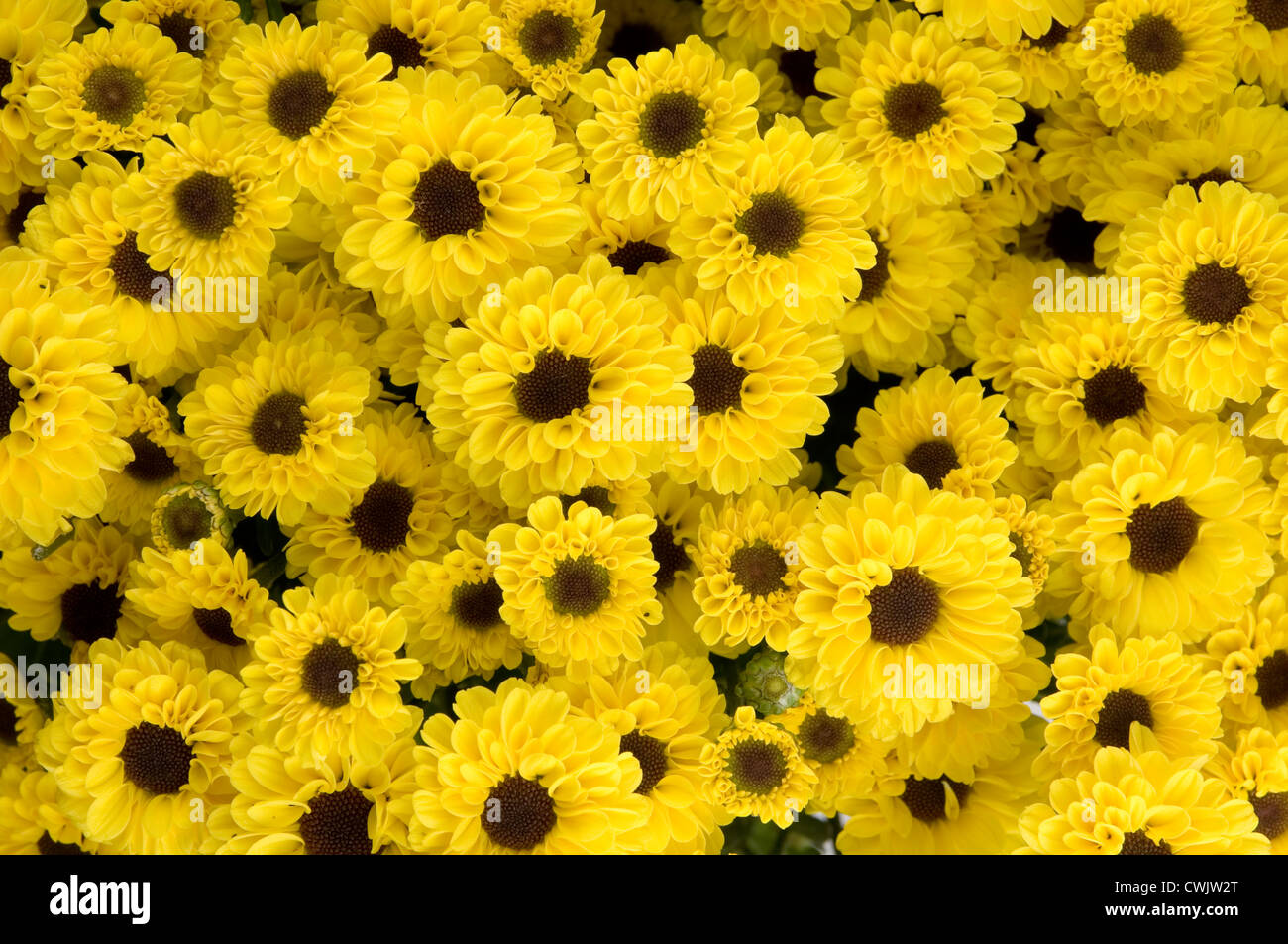 Chrysanthemum Santini Vimini Stock Photo Alamy