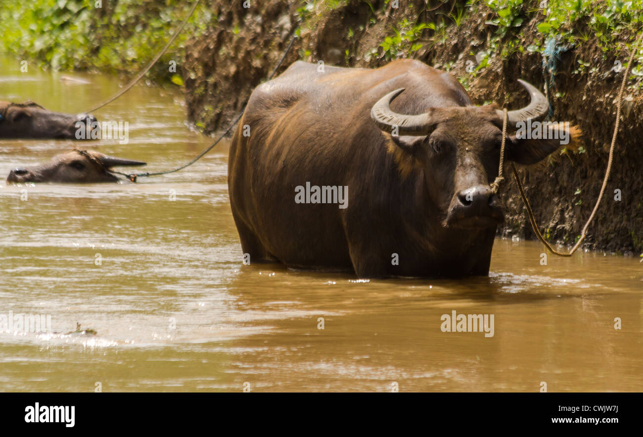 Water buffalo from asia Stock Photo Alamy