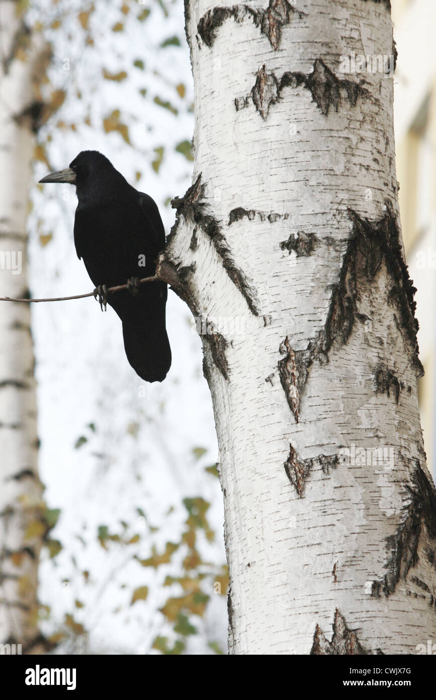 Raven on tree hi-res stock photography and images - Alamy