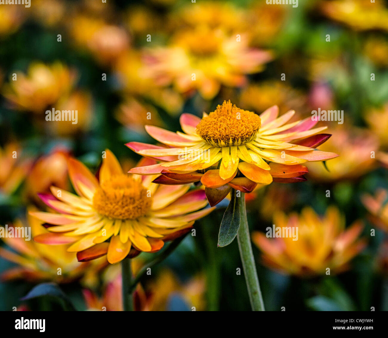 Everlasting Flowers (bracteantha) At Kew Gardens Stock Photo - Alamy