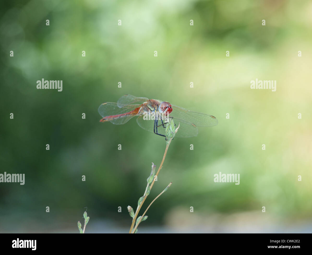 a dragon fly posing happily in the garden Stock Photo - Alamy