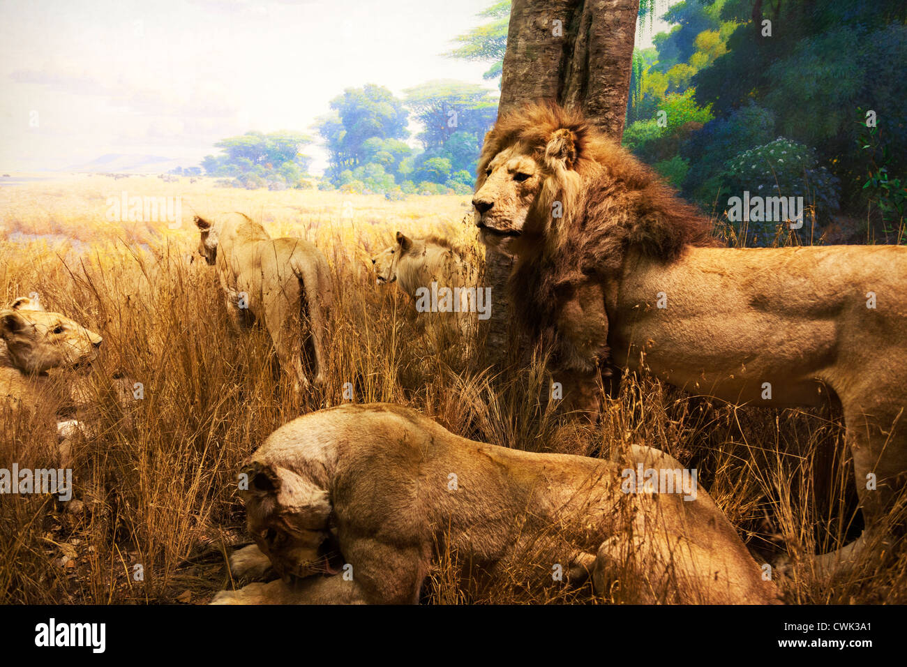 Pride of lions exhibit diorama at American Museum of Natural History
