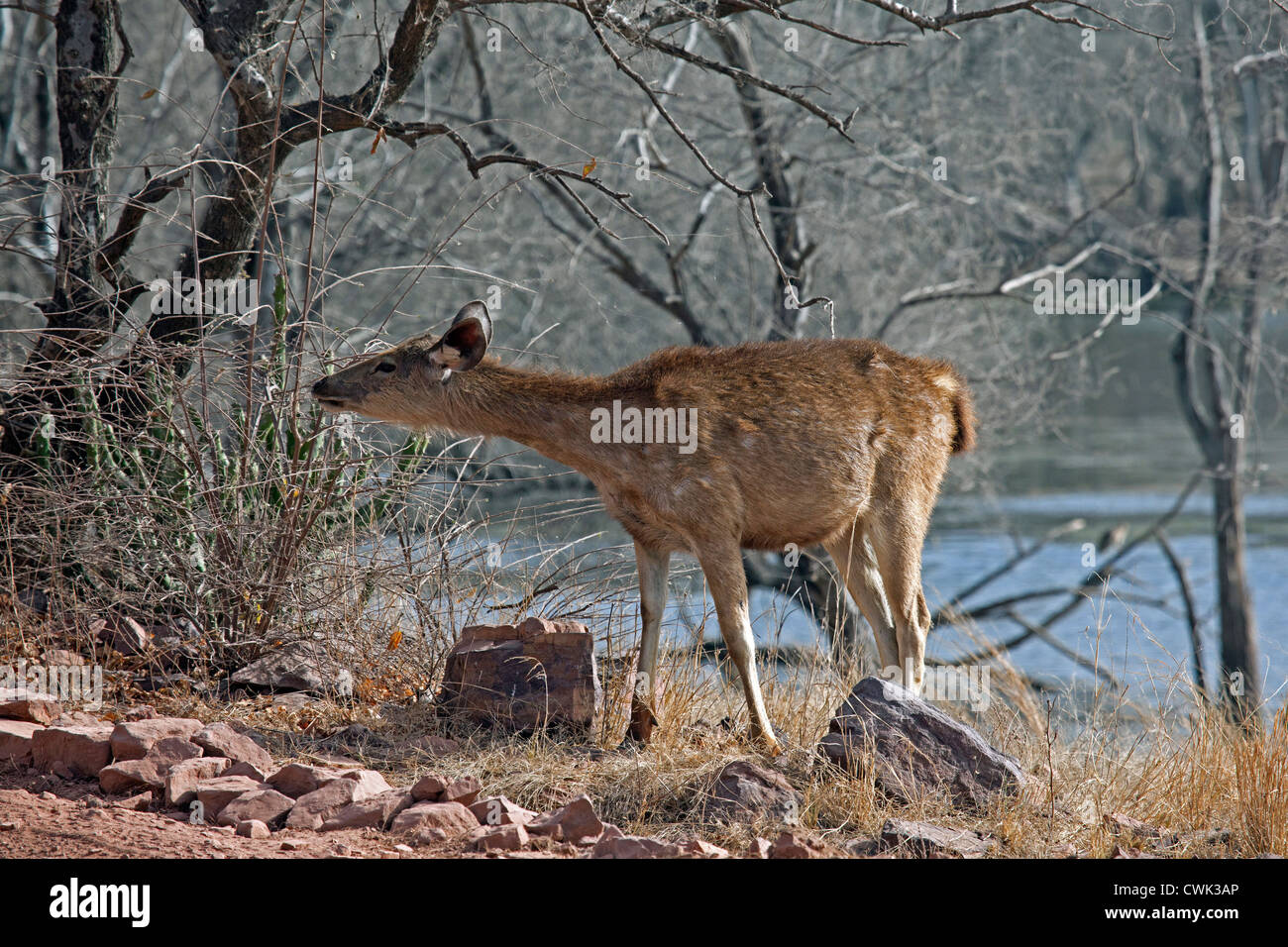 Sambar deer (Cervus unicolor / Rusa unicolor) female at the Ranthambore National Park, Sawai Madhopur, Rajasthan, India Stock Photo