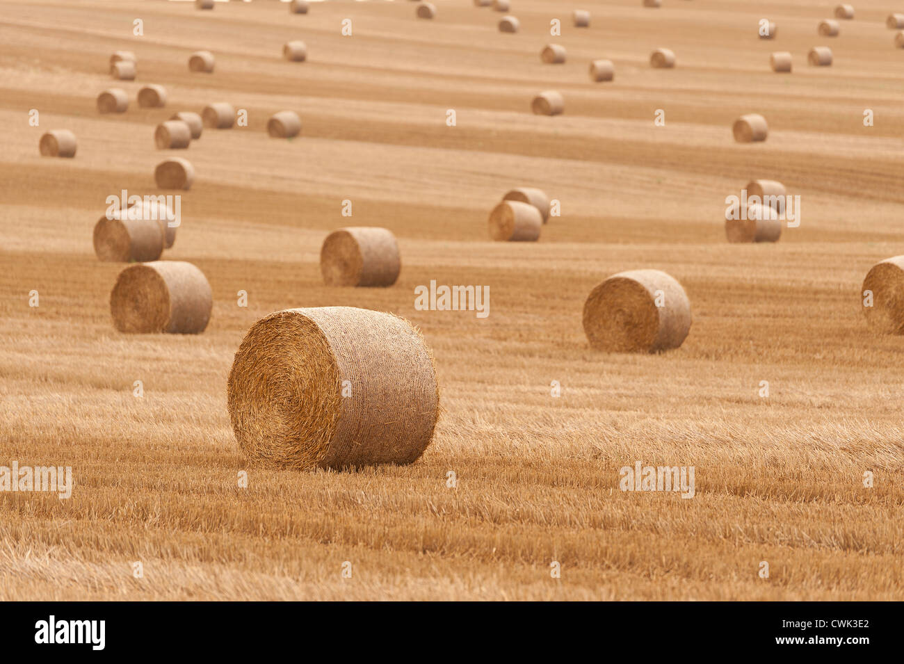 Harvested wheat fields with corn stubble and hay straw bales to be