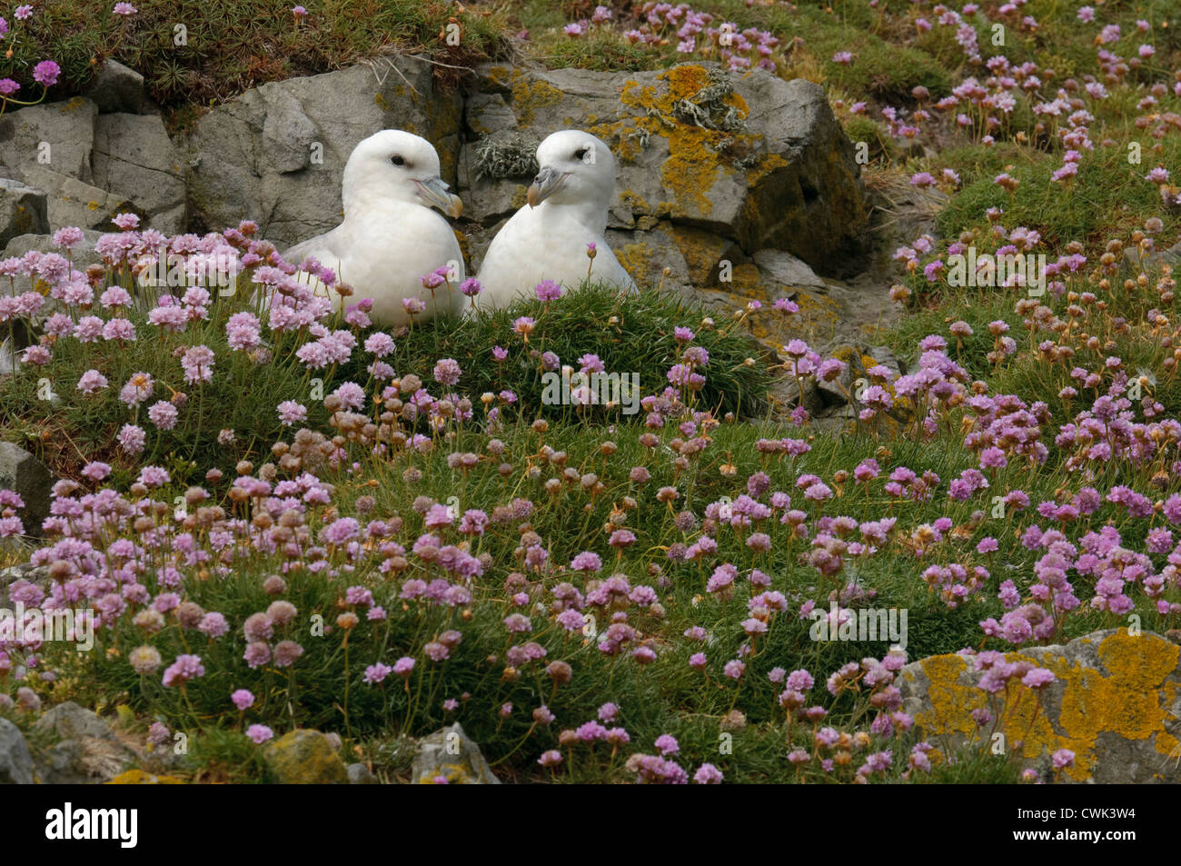Northern fulmar (Fulmarus glacialis) pair on nest ledge among thrift flowers. Shetland. June. Stock Photo