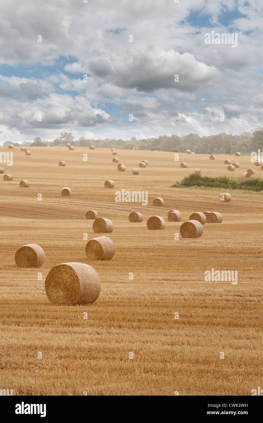 Harvested wheat fields with corn stubble and hay straw bales to be
