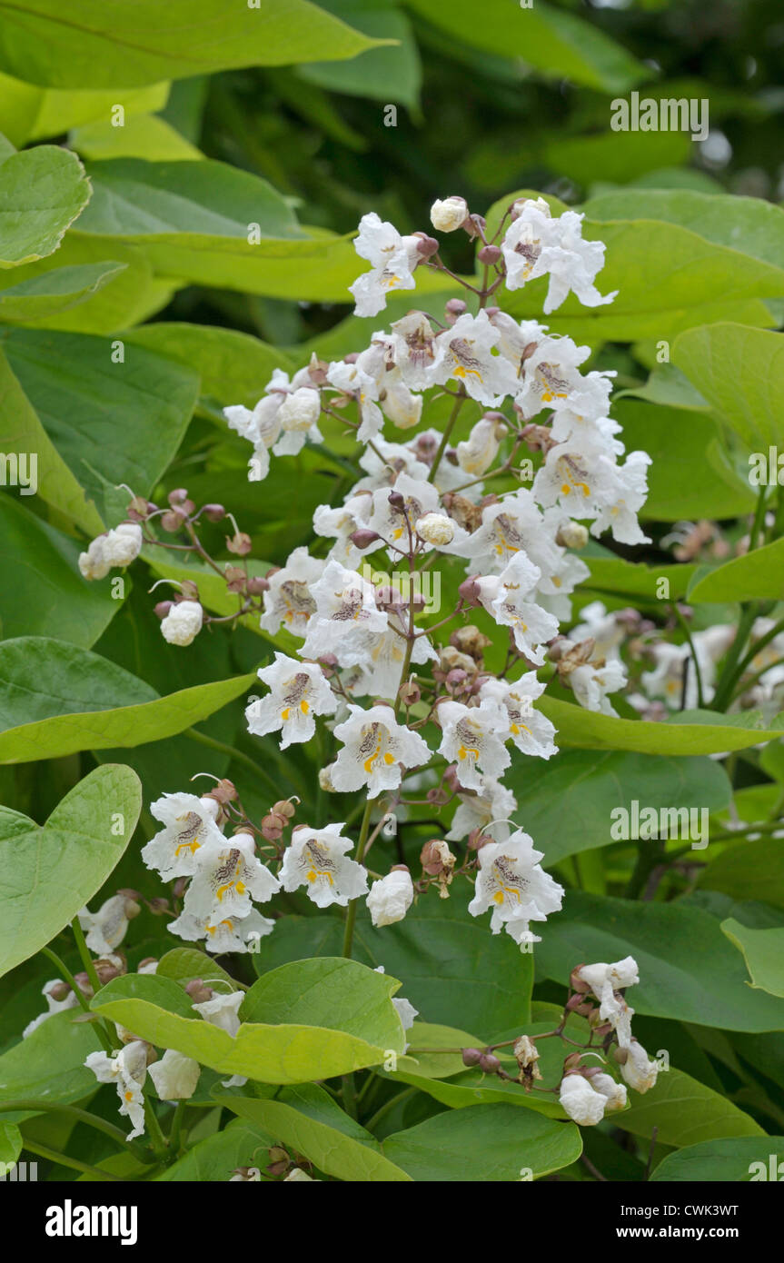 Southern Catalpa, Cigartree, or Indian Bean Tree: Catalpa bignonioides Stock Photo