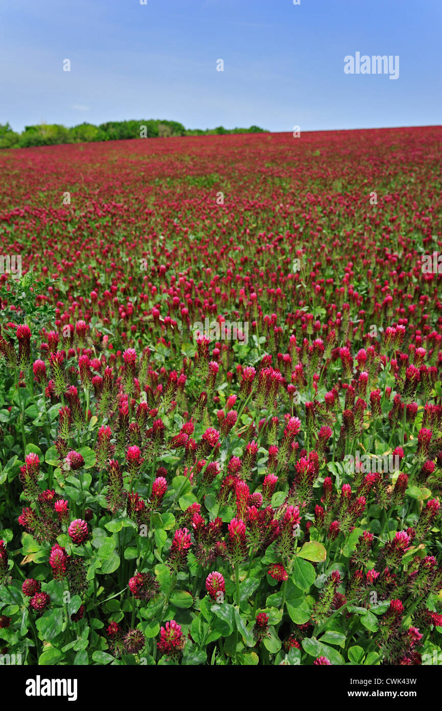 Field of Crimson clover / Italian clover (Trifolium incarnatum