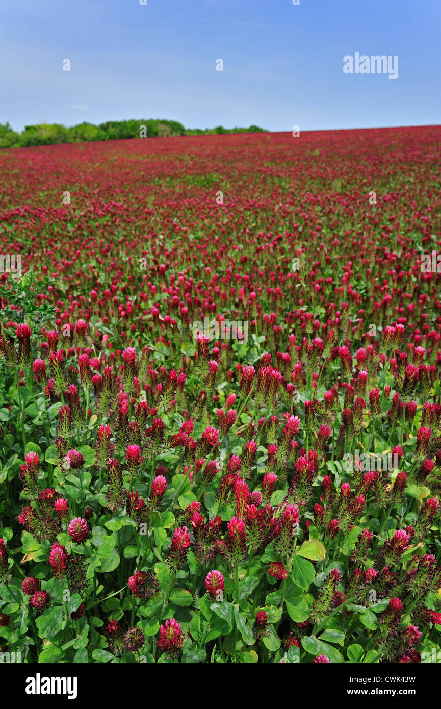 Field of Crimson clover / Italian clover (Trifolium incarnatum) cultivated as fodder for livestock Stock Photo