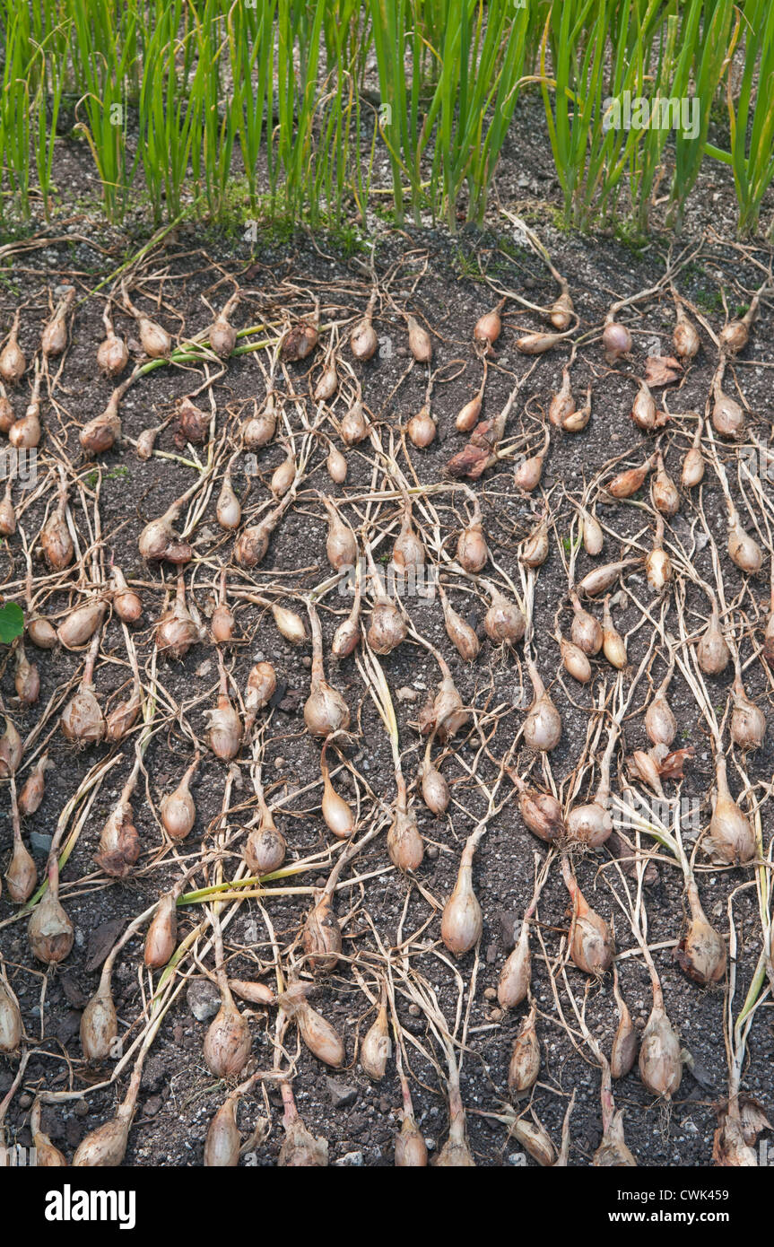 Shallot 'French Longor'. Allium cepa. Laid out to dry in vegetable plot. Stock Photo