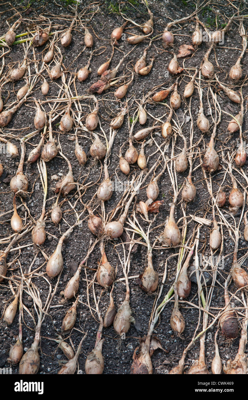 Shallot 'French Longor'. Allium cepa. Laid out to dry in vegetable plot. Stock Photo