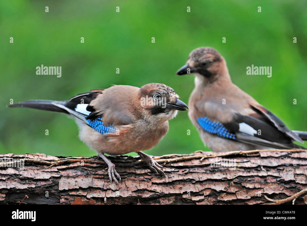 Two Eurasian Jays (Garrulus glandarius) juvenile and adult perched on tree trunk in forest, Belgium Stock Photo