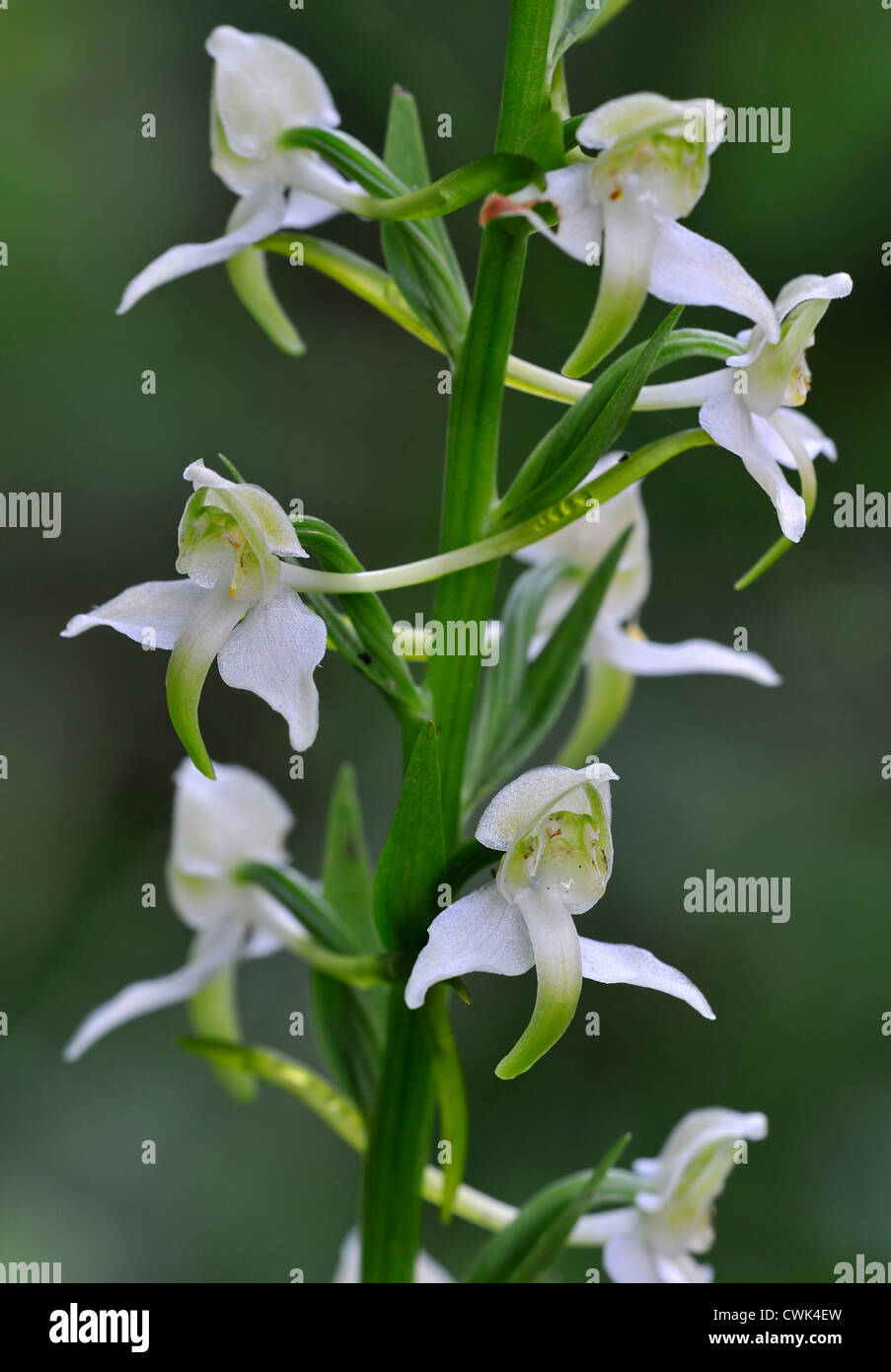 Greater butterfly orchid (Platanthera chlorantha / Platanthera montana) in flower Stock Photo