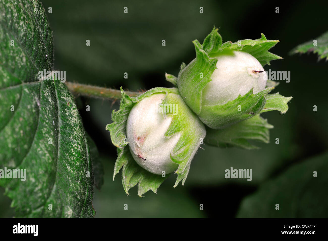 Common hazel (Corylus avellana), close-up of hazelnuts ripening on tree ...