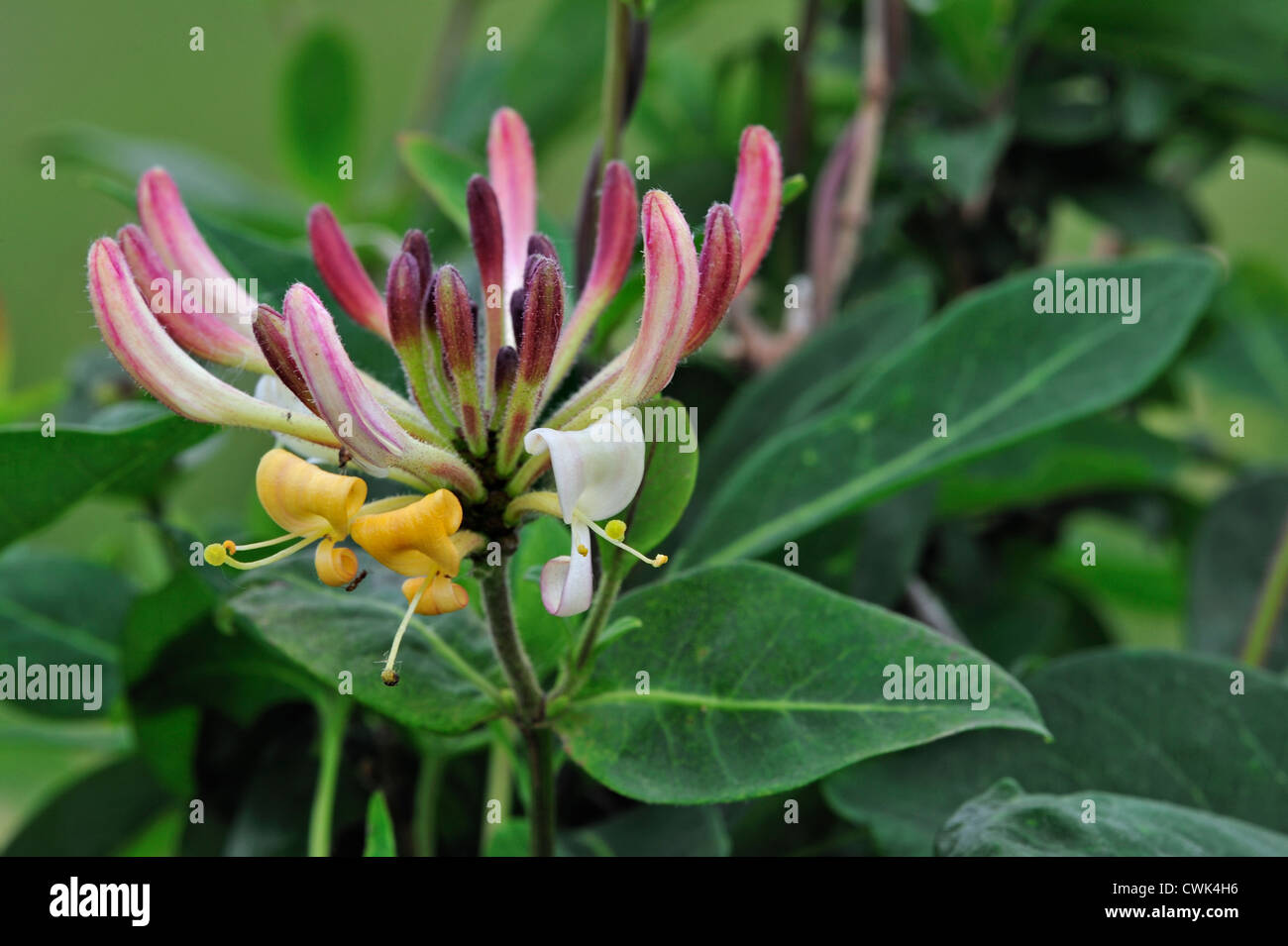 Common Honeysuckle / European Honeysuckle / Woodbine (Lonicera periclymenum) in flower Stock Photo