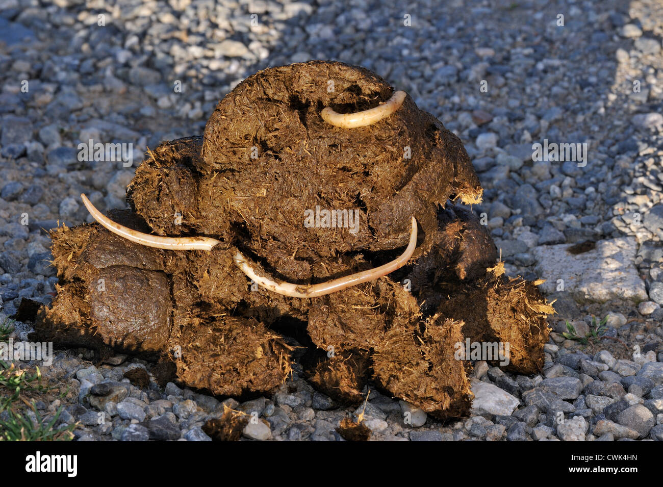 Horse roundworm / Equine roundworms (Parascaris equorum), parasite worms in horse dung / manure Stock Photo