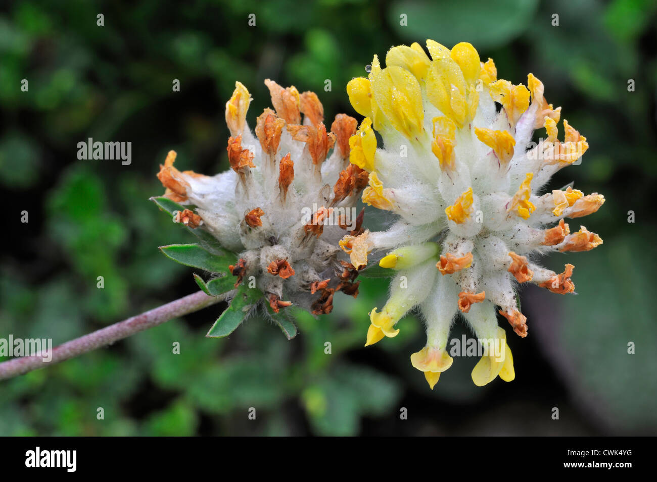 Common kidneyvetch / Kidney vetch / Woundwort (Anthyllis vulneraria) in flower Stock Photo