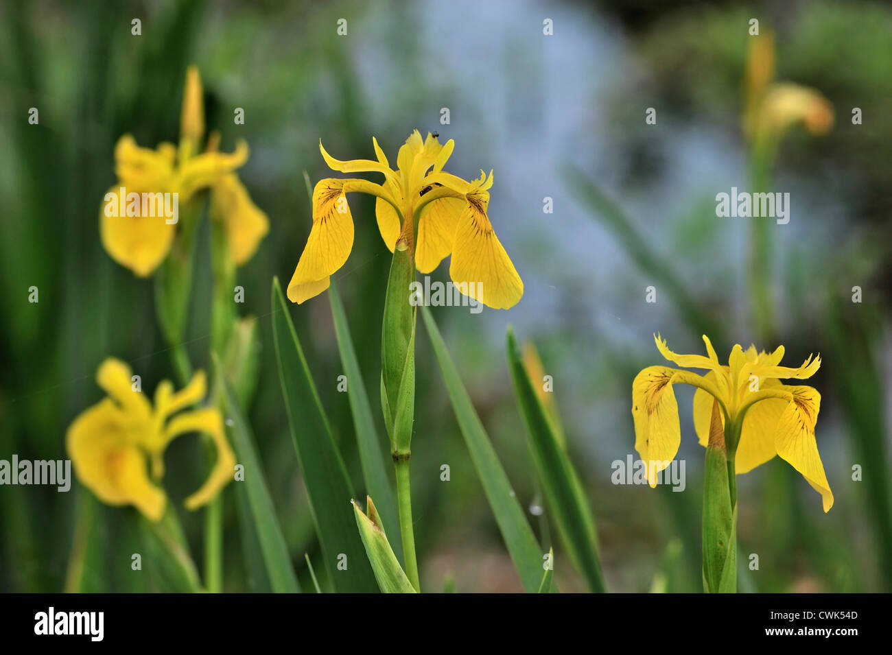 Yellow iris / yellow flag / water flag (Iris pseudacorus) in flower ...