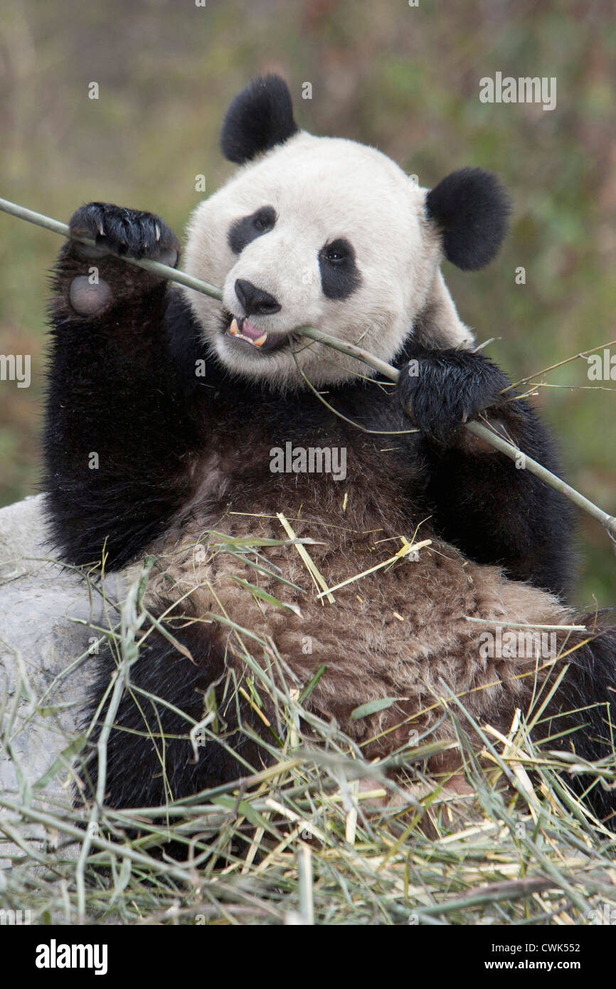 Wolong Reserve, China, Giant panda eating bamboo Stock Photo