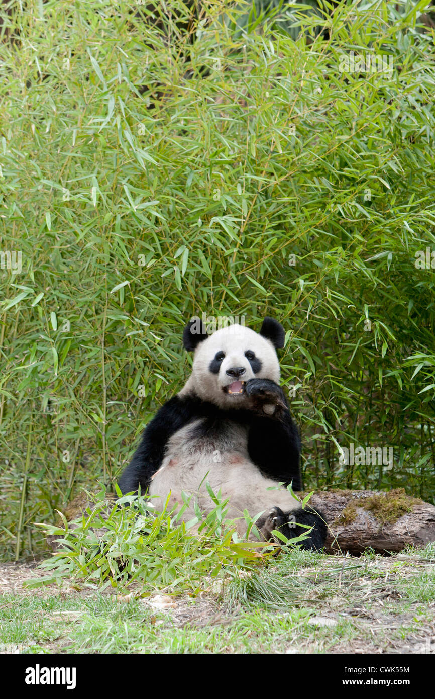 Wolong Reserve, China, Giant panda eating bamboo Stock Photo