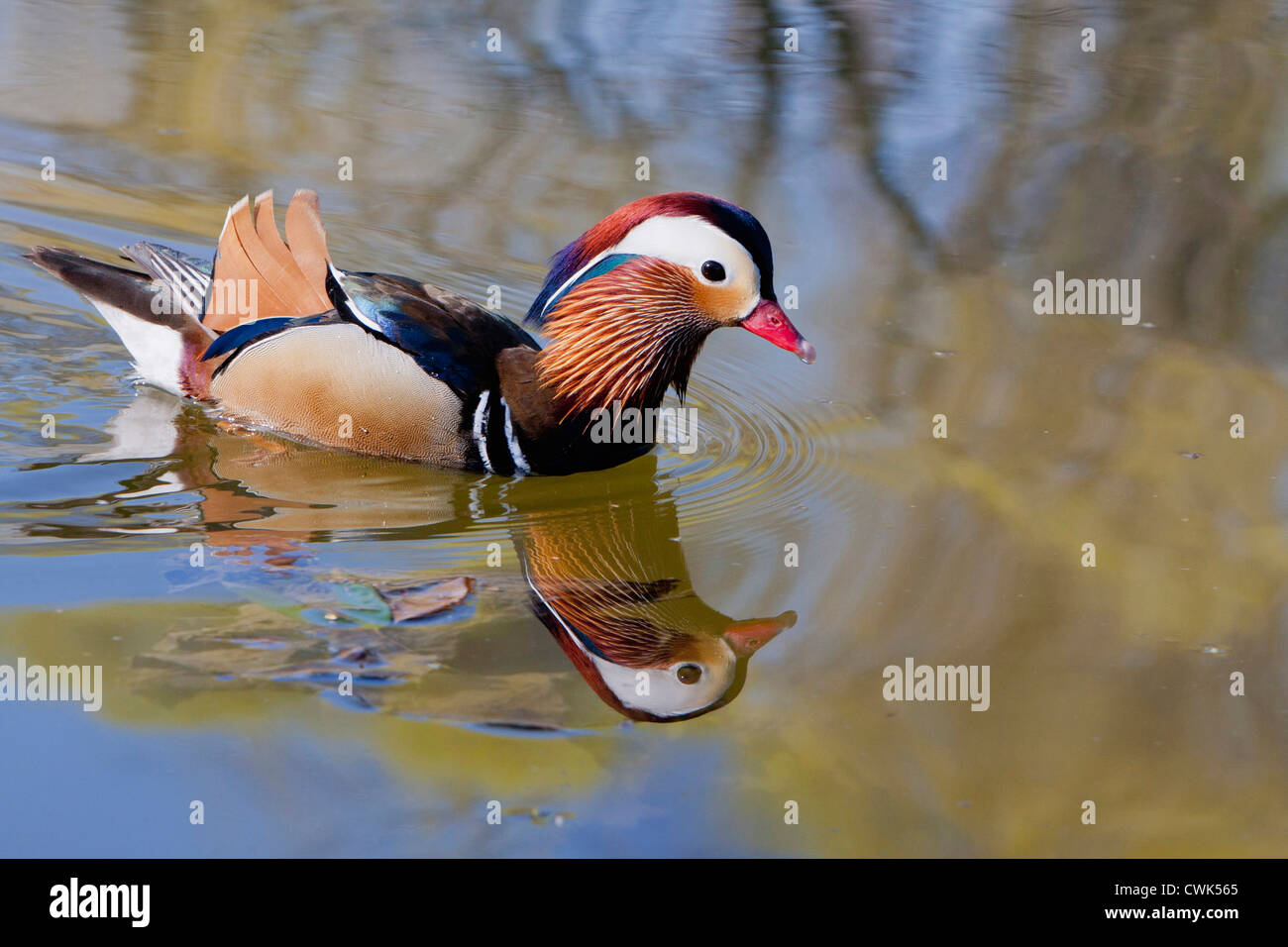 Beijing China, Male mandarin duck swimming in pond Stock Photo - Alamy