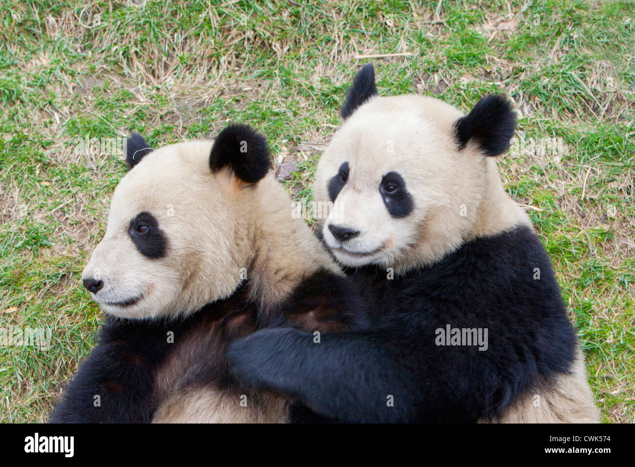 Wolong Reserve, China, Giant panda hugging another Stock Photo