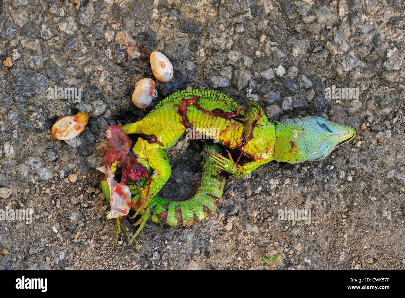 Western Green Lizard (Lacerta bilineata), roadkill female showing eggs Stock Photo