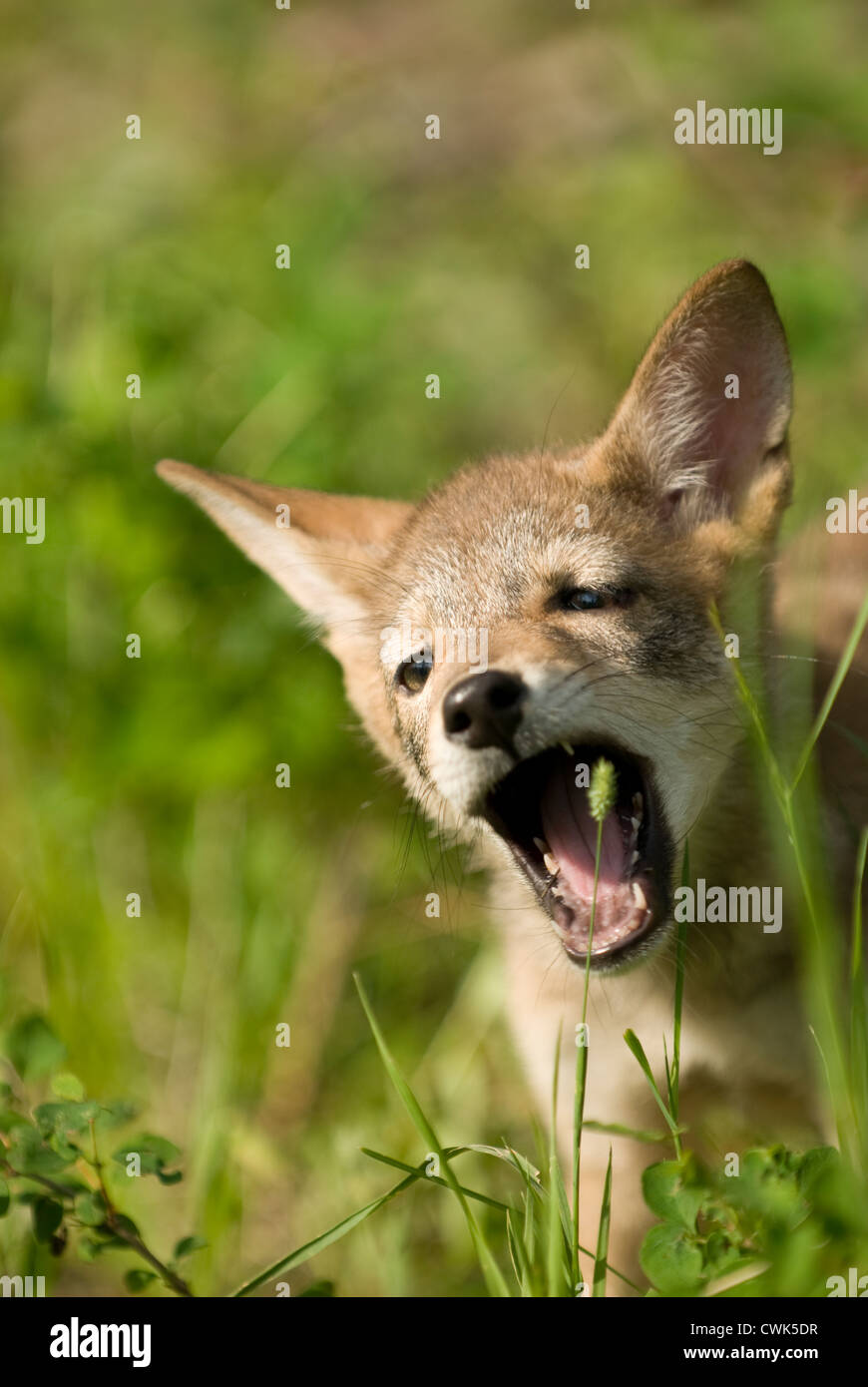 Coyote eating hires stock photography and images Alamy