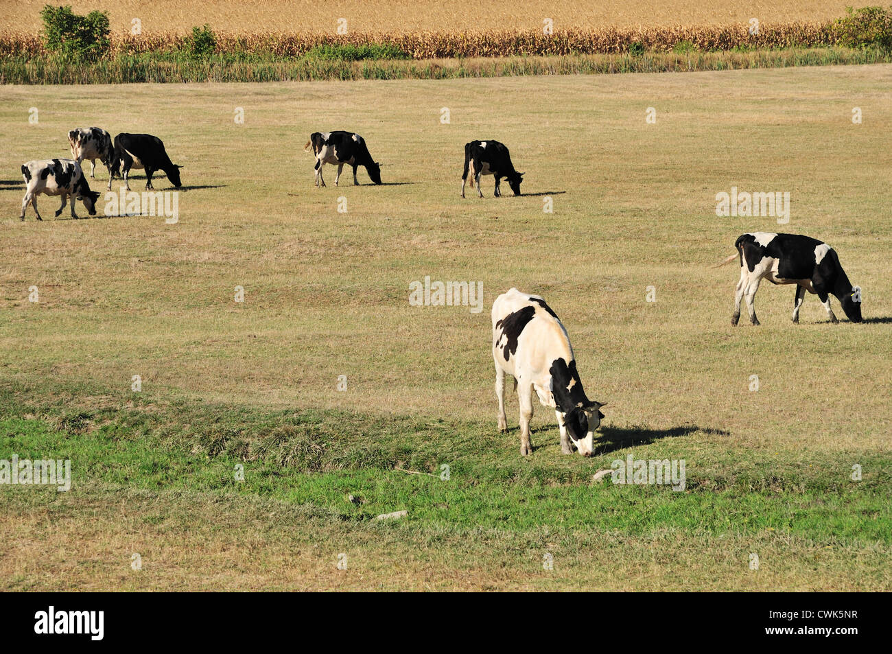 Farm with Holstein cow grazing dry grass on field Stock Photo - Alamy